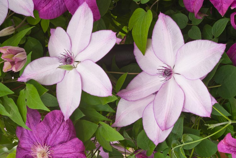 Clematis 'Fond Memories', Large-Flowered Clematis 'Fond Memories', group 3 clematis, Pink clematis, Clematis Vine, Clematis Plant, Flower Vines, Clematis Flower, Clematis Pruning