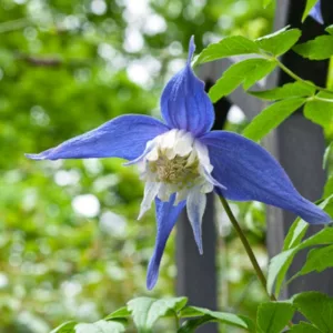 Clematis alpina Frances Rivis, Clematis 'Frances Rivis', Clematis alpina, Atragene Clematis, group 1 clematis, Small-flowered Clematis, blue clematis, Clematis Vine, Clematis Plant, Flower Vines, Clematis Flower, Clematis Pruning