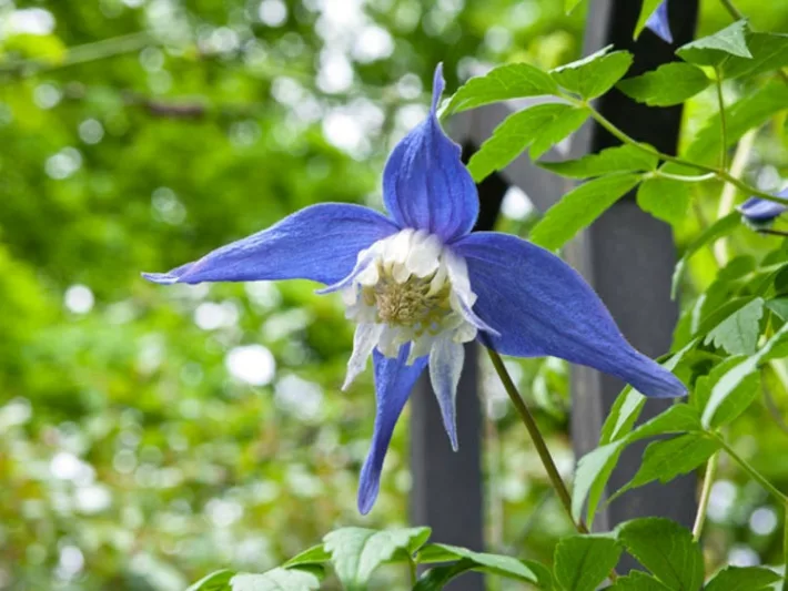 Clematis alpina Frances Rivis, Clematis 'Frances Rivis', Clematis alpina, Atragene Clematis, group 1 clematis, Small-flowered Clematis, blue clematis, Clematis Vine, Clematis Plant, Flower Vines, Clematis Flower, Clematis Pruning
