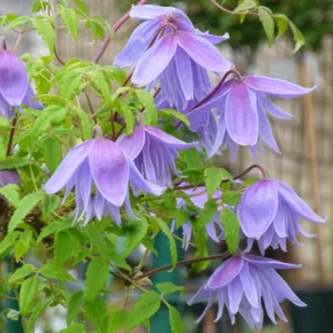 Clematis alpina Frankie, Clematis Frankie, Clematis alpina, Atragene Clematis, group 1 clematis, Small-flowered Clematis, blue clematis, Clematis Vine, Clematis Plant, Flower Vines, Clematis Flower, Clematis Pruning