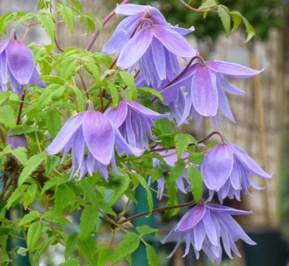 Clematis alpina Frankie, Clematis Frankie, Clematis alpina, Atragene Clematis, group 1 clematis, Small-flowered Clematis, blue clematis, Clematis Vine, Clematis Plant, Flower Vines, Clematis Flower, Clematis Pruning