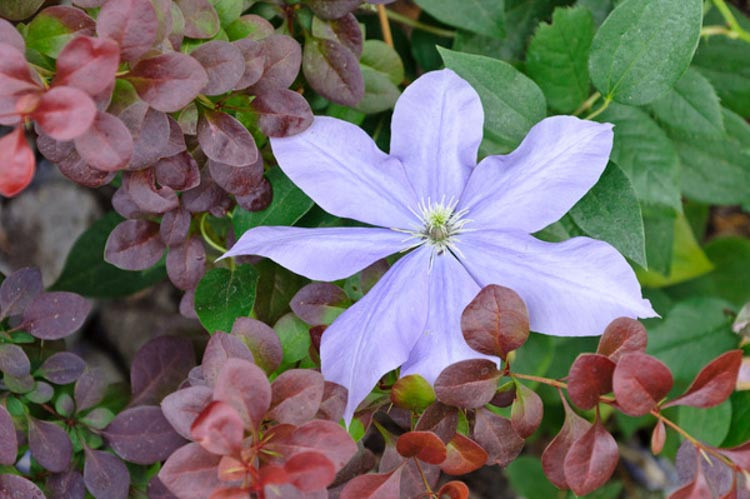 Clematis 'Fujimusume', Early Large-Flowered Clematis 'Fujimusume', group 2 clematis, Fragrant clematis, blue clematis, Clematis Vine, Clematis Plant, Flower Vines, Clematis Flower, Clematis Pruning