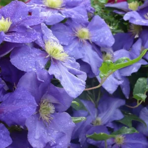 Clematis 'General Sikorski', Large-Flowered Clematis 'General Sikorski', group 2 clematis, Purple clematis, Clematis Vine, Clematis Plant, Flower Vines, Clematis Flower, Clematis Pruning,