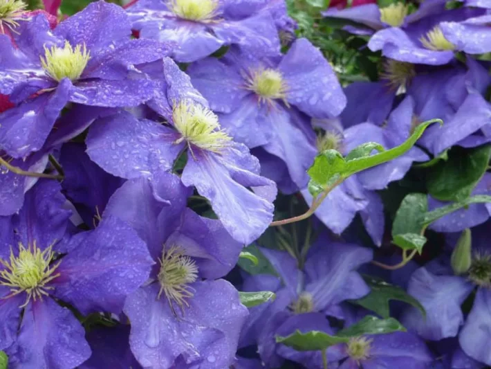 Clematis 'General Sikorski', Large-Flowered Clematis 'General Sikorski', group 2 clematis, Purple clematis, Clematis Vine, Clematis Plant, Flower Vines, Clematis Flower, Clematis Pruning,