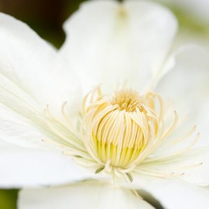Clematis 'Guernsey Cream', Large-Flowered Clematis 'Guernsey Cream', group 2 Clematis, White Clematis, Cream Clematis, Clematis Vine, Clematis Plant, Flower Vines, Clematis Flower, Clematis Pruning