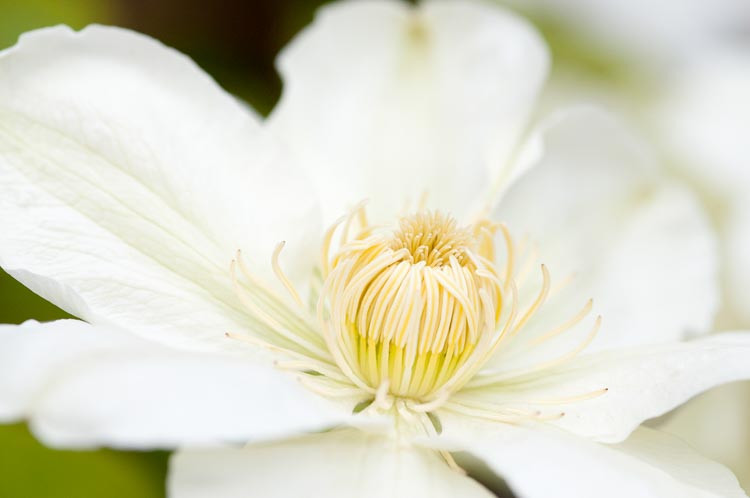 Clematis 'Guernsey Cream', Large-Flowered Clematis 'Guernsey Cream', group 2 Clematis, White Clematis, Cream Clematis, Clematis Vine, Clematis Plant, Flower Vines, Clematis Flower, Clematis Pruning