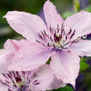 Clematis 'Hagley Hybrid', Clematis 'Pink Chiffon', Large-Flowered Clematis, group 3 clematis, pink clematis, Late clematis, Clematis Vine, Clematis Plant, Flower Vines, Clematis Flower, Clematis Pruning