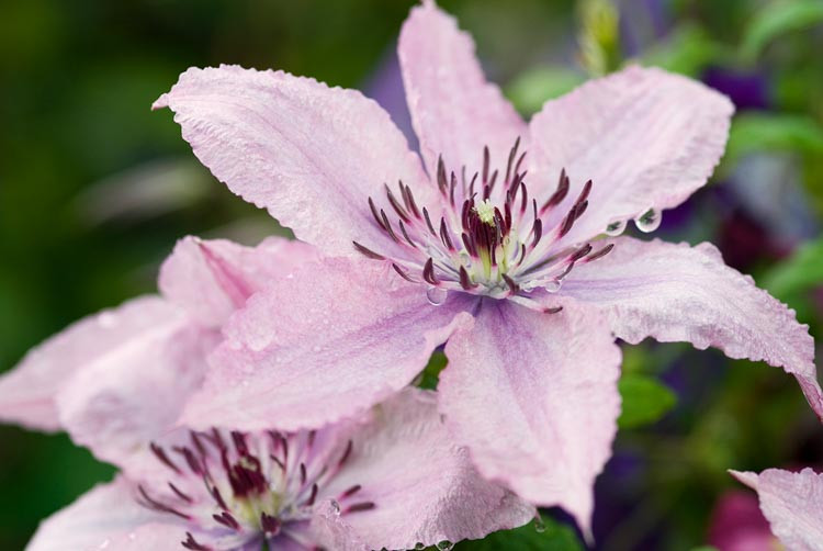 Clematis 'Hagley Hybrid', Clematis 'Pink Chiffon', Large-Flowered Clematis, group 3 clematis, pink clematis, Late clematis, Clematis Vine, Clematis Plant, Flower Vines, Clematis Flower, Clematis Pruning