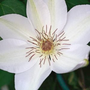 Clematis 'Henryi', Large-Flowered Clematis 'Henryi', group 2 Clematis, White Clematis, Cream Clematis, Clematis Vine, Clematis Plant, Flower Vines, Clematis Flower, Clematis Pruning