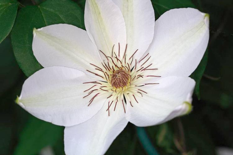 Clematis 'Henryi', Large-Flowered Clematis 'Henryi', group 2 Clematis, White Clematis, Cream Clematis, Clematis Vine, Clematis Plant, Flower Vines, Clematis Flower, Clematis Pruning