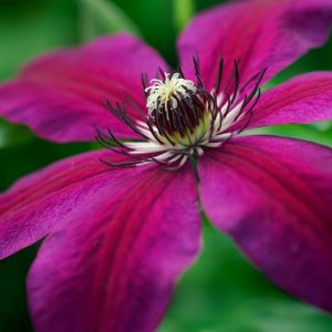 Clematis 'Honora', Large-Flowered Clematis, group 3 clematis, purple clematis, Dark Clematis, Late clematis, Clematis Vine, Clematis Plant, Flower Vines, Clematis Flower, Clematis Pruning