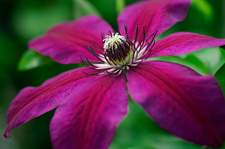 Clematis 'Honora', Large-Flowered Clematis, group 3 clematis, purple clematis, Dark Clematis, Late clematis, Clematis Vine, Clematis Plant, Flower Vines, Clematis Flower, Clematis Pruning