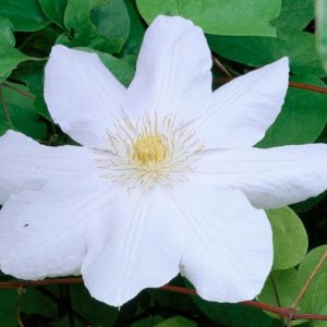 Clematis 'Huldine', group 3 clematis, white clematis, Clematis vine