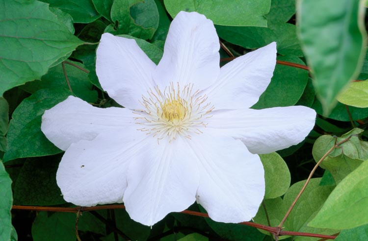 Clematis 'Huldine', group 3 clematis, white clematis, Clematis vine