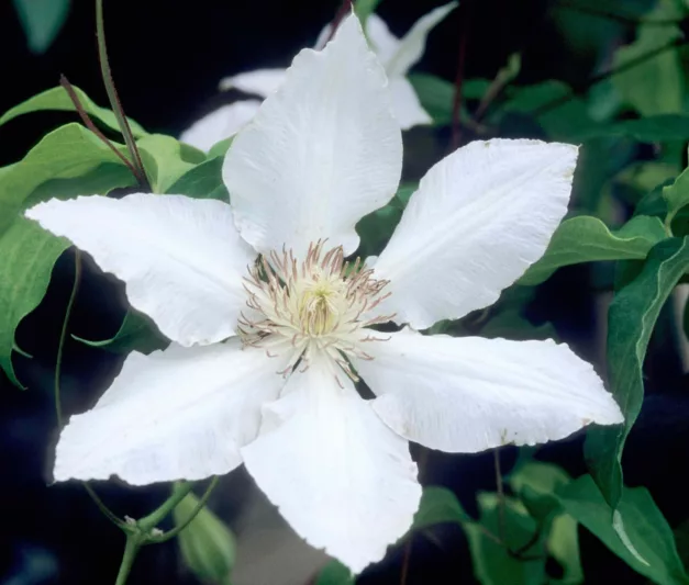 Clematis 'Hyde Hall', Large-Flowered Clematis 'Hyde Hall', group 2 Clematis, White Clematis, Cream Clematis, Clematis Vine, Clematis Plant, Flower Vines, Clematis Flower, Clematis Pruning