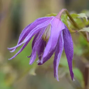 Clematis 'Jan Lindmark', Clematis macropetala 'Jan Lindmark', Clematis alpina 'Jan Lindmark', Atragene Clematis, group 1 clematis, Small-flowered Clematis, purple clematis, Clematis Vine, Clematis Plant, Flower Vines, Clematis Flower, Clematis Pruning
