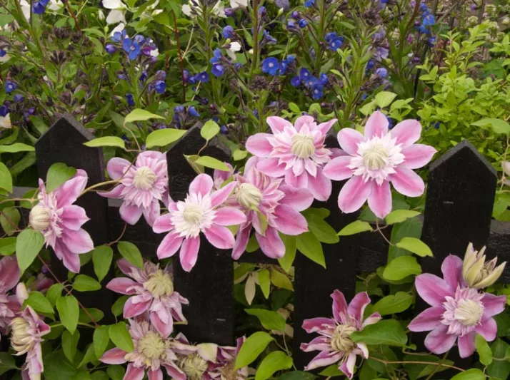 Clematis 'Josephine', Large-Flowered Clematis 'Josephine', Clematis 'Evijohill', group 2 clematis, Double clematis, pink Clematis, Clematis Vine, Clematis Plant, Flower Vines, Clematis Flower, Clematis Pruning,