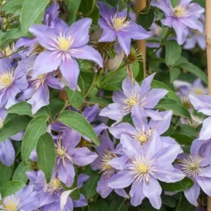 Clematis 'Justa', Clematis Viticella 'Justa', group 3 clematis, purple clematis, Blue clematis, lavender clematis, Viticella clematis