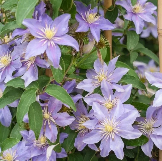 Clematis 'Justa', Clematis Viticella 'Justa', group 3 clematis, purple clematis, Blue clematis, lavender clematis, Viticella clematis