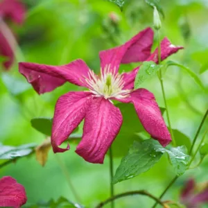 Clematis 'Madame Julia Correvon', Clematis Viticella 'Madame Julia Correvon', group 3 clematis, red clematis, Clematis viticella