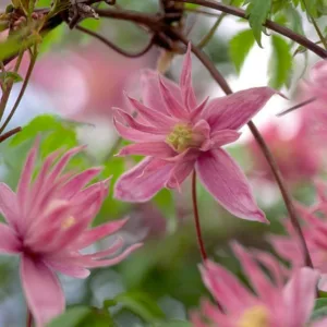 Clematis 'Markham's Pink', Clematis macropetala 'Markham's Pink', Atragene Clematis, group 1 clematis, Small-flowered Clematis, pink clematis, Clematis Vine, Clematis Plant, Flower Vines, Clematis Flower, Clematis Pruning