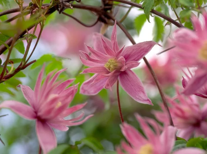 Clematis 'Markham's Pink', Clematis macropetala 'Markham's Pink', Atragene Clematis, group 1 clematis, Small-flowered Clematis, pink clematis, Clematis Vine, Clematis Plant, Flower Vines, Clematis Flower, Clematis Pruning