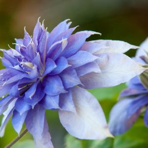Clematis 'Multi Blue', Large-Flowered Clematis 'Multi Blue', group 2 clematis, Double clematis, Lavender clematis, Blue Clematis, Purple Clematis, Clematis Vine, Clematis Plant, Flower Vines, Clematis Flower, Clematis Pruning,