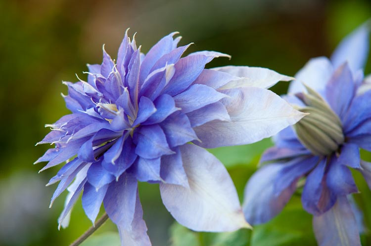 Clematis 'Multi Blue', Large-Flowered Clematis 'Multi Blue', group 2 clematis, Double clematis, Lavender clematis, Blue Clematis, Purple Clematis, Clematis Vine, Clematis Plant, Flower Vines, Clematis Flower, Clematis Pruning,