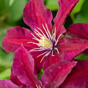 Clematis 'Niobe', Early Large-Flowered Clematis 'Niobe', group 2 clematis, red clematis, Clematis Vine, Clematis Plant, Flower Vines, Clematis Flower, Clematis Pruning