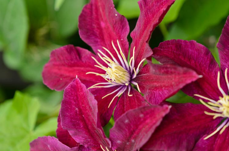 Clematis 'Niobe', Early Large-Flowered Clematis 'Niobe', group 2 clematis, red clematis, Clematis Vine, Clematis Plant, Flower Vines, Clematis Flower, Clematis Pruning