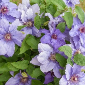 Clematis 'Parisienne', Early Large-Flowered Clematis 'Parisienne', group 2 clematis, Fragrant clematis, purple clematis, Clematis Vine, Clematis Plant, Flower Vines, Clematis Flower, Clematis Pruning
