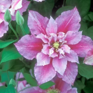 Clematis 'Piilu', Large-Flowered Clematis 'Piilu', group 2 clematis, Pink clematis, Double Clematis, Clematis Vine, Clematis Plant, Flower Vines, Clematis Flower, Clematis Pruning