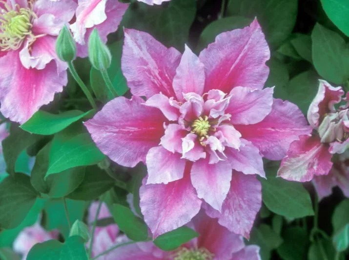 Clematis 'Piilu', Large-Flowered Clematis 'Piilu', group 2 clematis, Pink clematis, Double Clematis, Clematis Vine, Clematis Plant, Flower Vines, Clematis Flower, Clematis Pruning