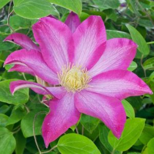 Clematis 'Pink Champagne', Large-Flowered Clematis 'Pink Champagne', Clematis 'Kakio', group 3 clematis, Pink clematis, Clematis Vine, Clematis Plant, Flower Vines, Clematis Flower, Clematis Pruning