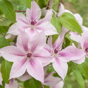 Clematis 'Pink Fantasy', Large-Flowered Clematis 'Pink Fantasy', group 3 clematis, Pink clematis, Clematis Vine, Clematis Plant, Flower Vines, Clematis Flower, Clematis Pruning