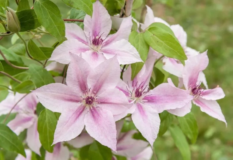 Clematis 'Pink Fantasy', Large-Flowered Clematis 'Pink Fantasy', group 3 clematis, Pink clematis, Clematis Vine, Clematis Plant, Flower Vines, Clematis Flower, Clematis Pruning