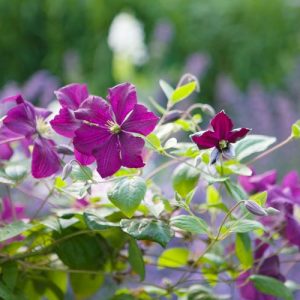 Clematis 'Polish Spirit', Clematis Viticella 'Polish Spirit', group 3 clematis, purple clematis, blue Clematis