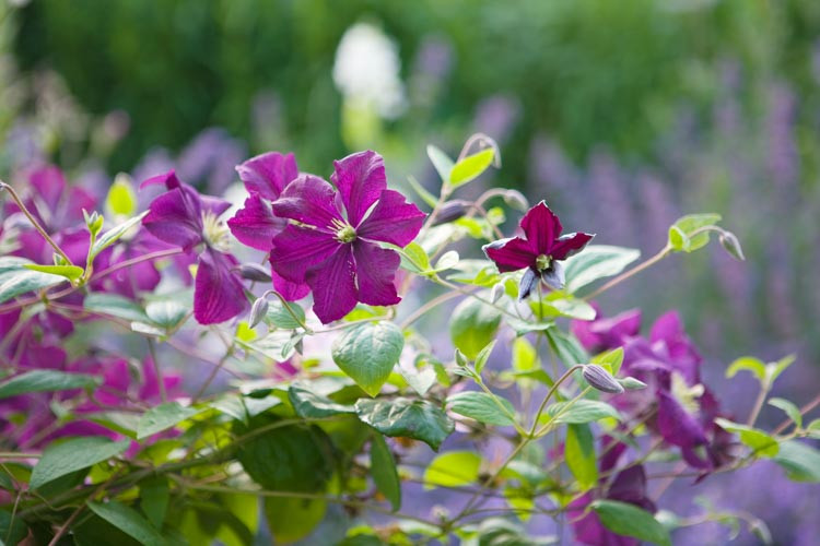 Clematis 'Polish Spirit', Clematis Viticella 'Polish Spirit', group 3 clematis, purple clematis, blue Clematis