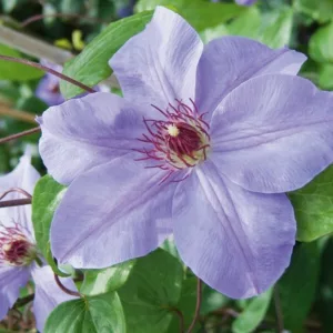 Clematis 'Ramona', Large-Flowered Clematis 'Ramona', group 3 clematis, Blue clematis, Clematis Vine, Clematis Plant, Flower Vines, Clematis Flower, Clematis Pruning