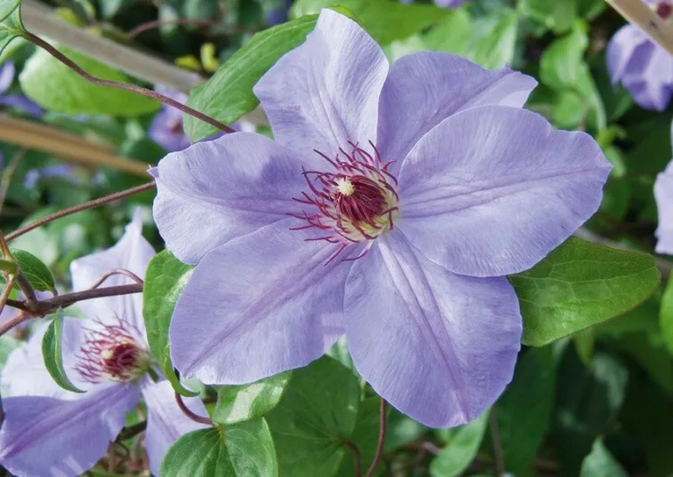 Clematis 'Ramona', Large-Flowered Clematis 'Ramona', group 3 clematis, Blue clematis, Clematis Vine, Clematis Plant, Flower Vines, Clematis Flower, Clematis Pruning