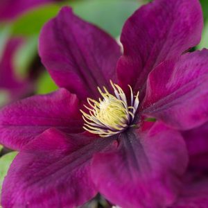 Clematis 'Rosemoor', Large-Flowered Clematis 'Rosemoor', Clematis 'Evipo002', group 2 clematis, Red clematis, Clematis Vine, Clematis Plant, Flower Vines, Clematis Flower, Clematis Pruning,