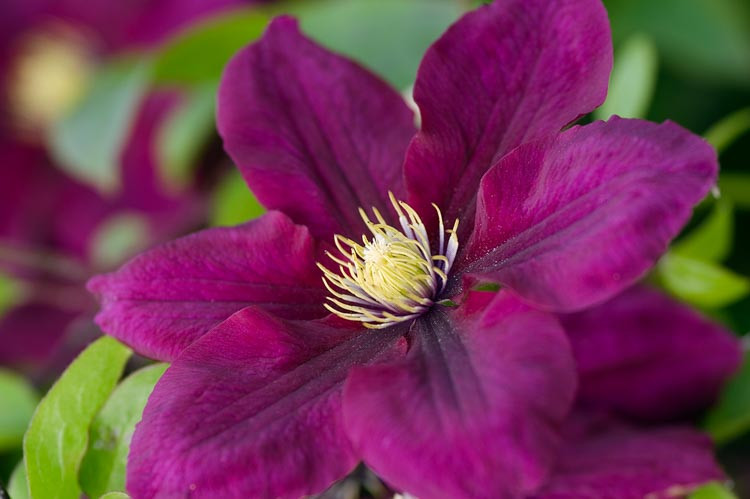 Clematis 'Rosemoor', Large-Flowered Clematis 'Rosemoor', Clematis 'Evipo002', group 2 clematis, Red clematis, Clematis Vine, Clematis Plant, Flower Vines, Clematis Flower, Clematis Pruning,