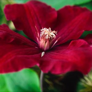 Clematis 'Rouge Cardinal', Large-Flowered Clematis 'Rouge Cardinal', group 3 clematis, red clematis, Clematis Vine, Clematis Plant, Flower Vines, Clematis Flower, Clematis Pruning
