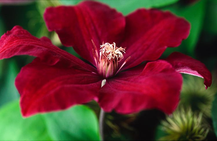 Clematis 'Rouge Cardinal', Large-Flowered Clematis 'Rouge Cardinal', group 3 clematis, red clematis, Clematis Vine, Clematis Plant, Flower Vines, Clematis Flower, Clematis Pruning