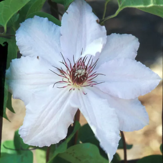 Clematis 'Snow Queen', Large-Flowered Clematis Snow Queen, group 2 Clematis, White Clematis, Cream Clematis, Clematis Vine, Clematis Plant, Flower Vines, Clematis Flower, Clematis Pruning