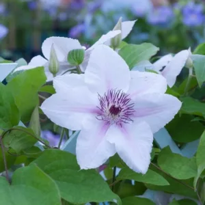 Clematis 'The Countess of Wessex', Early Large-Flowered Clematis, group 3 clematis, White clematis, White flowers