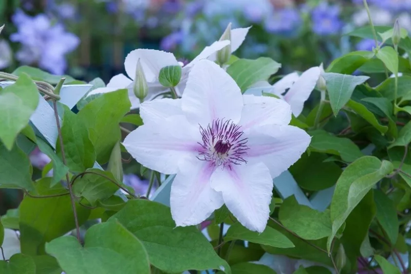 Clematis 'The Countess of Wessex', Early Large-Flowered Clematis, group 3 clematis, White clematis, White flowers