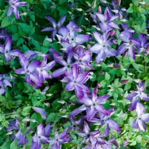 Clematis 'Venosa Violacea', Clematis Viticella 'Venosa Violacea', group 3 clematis, Purple clematis, Clematis viticella