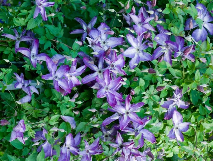 Clematis 'Venosa Violacea', Clematis Viticella 'Venosa Violacea', group 3 clematis, Purple clematis, Clematis viticella