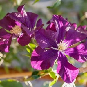 Clematis 'Warszawska Nike', Early Large-Flowered Clematis 'Warszawska Nike', Clematis 'Warsaw Nike', group 2 clematis, purple clematis, Clematis Vine, Clematis Plant, Flower Vines, Clematis Flower, Clematis Pruning